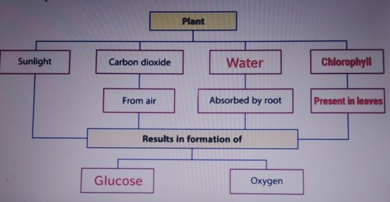 dav-class-7-science-book-solutions-chapter-1-nutrition-in-living-organisms-plants-solutiongyan