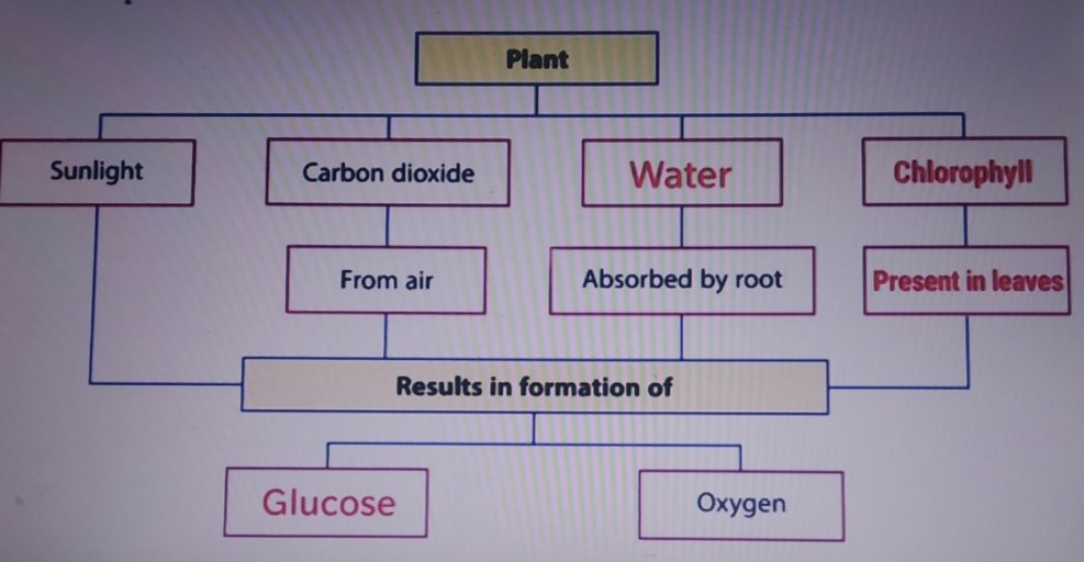 Web chart