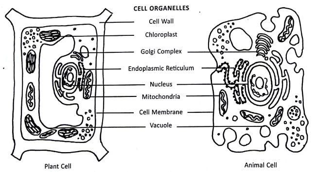 DAV Solutions For Class 8 Science Chapter 1 The Cell - Its Structure And  Functions - SolutionGyan