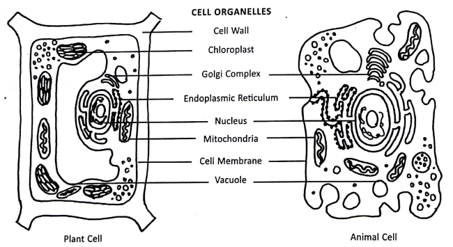 d-a-v-class-8-science-chapter-1-the-cell-its-structure-and-functions