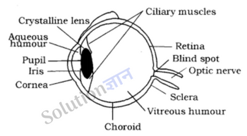 DAV Class 8 Science Chapter 11 The Human Eye Solutions