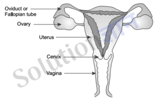 DAV Class 8 Science Chapter 14 Question Answer Reproduction In Animals ...